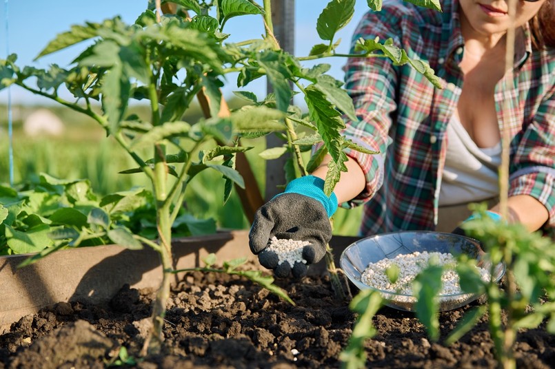 Jaki nawóz pod pomidory?