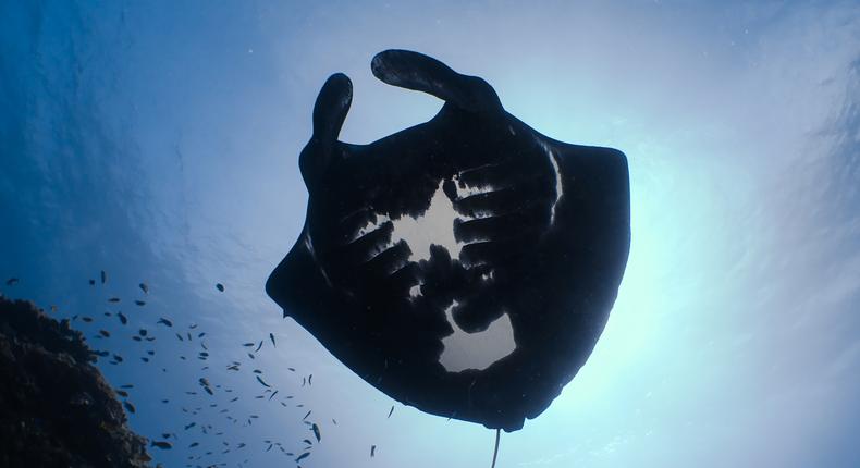 The Mystery of the Melanistic Manta Rays