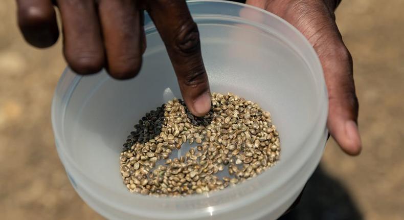 A man selects and prepares hemp seeds for planting during the sowing of the first industrial hemp crop in Zimbabwe at the Harare Central Prison in the capital, on October 11, 2019. (Photo by JEKESAI NJIKIZANA/AFP via Getty Images)