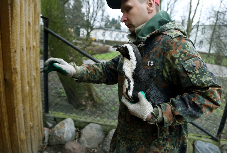 WARSZAWA ZOO PINGWIN REKONSTRUKCJA ZŁAMANEGO DZIOBA (pingwin z uszkodzonym dziobem)