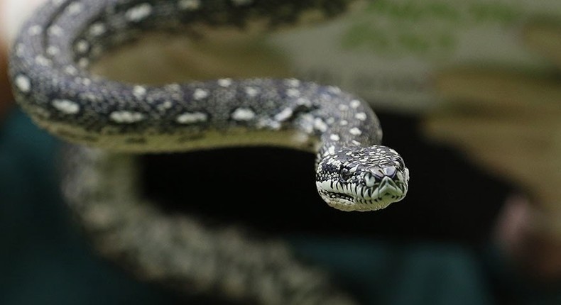 Python checks into rehab