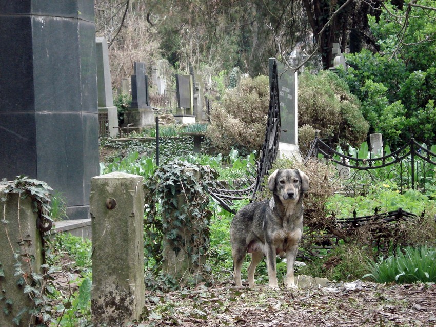 Mesto napada pasa u Nišu