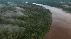 Nieznany gatunek wielkich, zabójczych os odkryty w Peru. 'Samica najpierw gładzi ofiarę czułkami...'