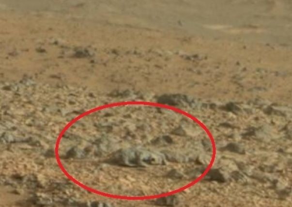 'Jaszczurka' na Marsie