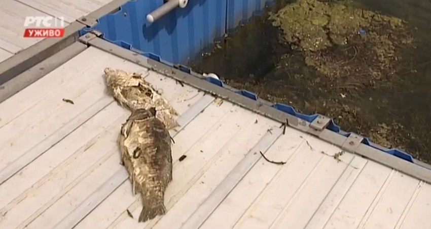 Uginuli šarani nisu baš bili mali...