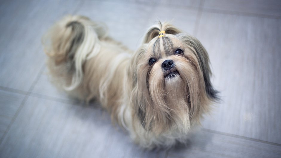 Shih tzu