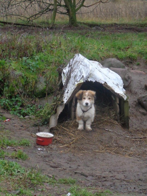 OTOZ Animals rozpoczęło niedawno walkę o los burków łańcuchowych na Podhalu