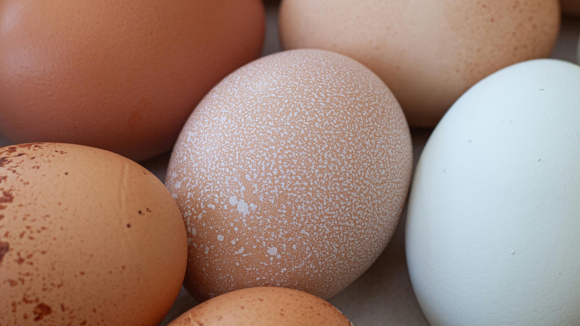 Vzhľad škrupiny rozhoduje o kvalite vajca.