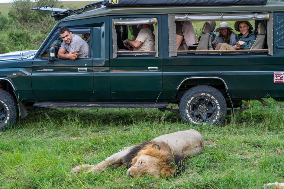Lav opušten u blizini džipa