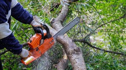 czy można wyciąć drzewo na swojej działce bez zezwolenia 2026? jakie drzewa można wyciąć bez zezwolenia na własnej działce? decyduje jest obwód pnia nowe przepisy 2026 gov