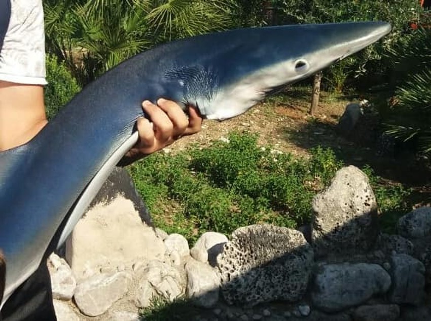 ajkula 1 foto Facebook Institut za biologiju mora Institute of Marine Biology