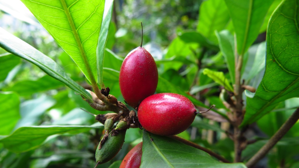 Plody rastliny Synsepalum dulcificum, známe ako zázračné ovocie, obsahujú látku mirakulín.