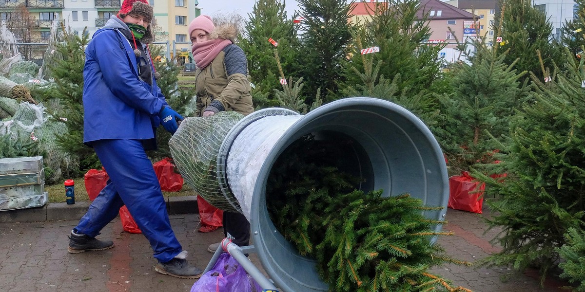 Gdzie kupić choinkę? "Najtaniej na plantacji"