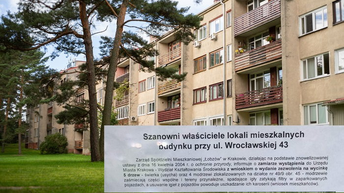 Kraków Chcą wyciąć drzewa, bo te "zaśmiecają"