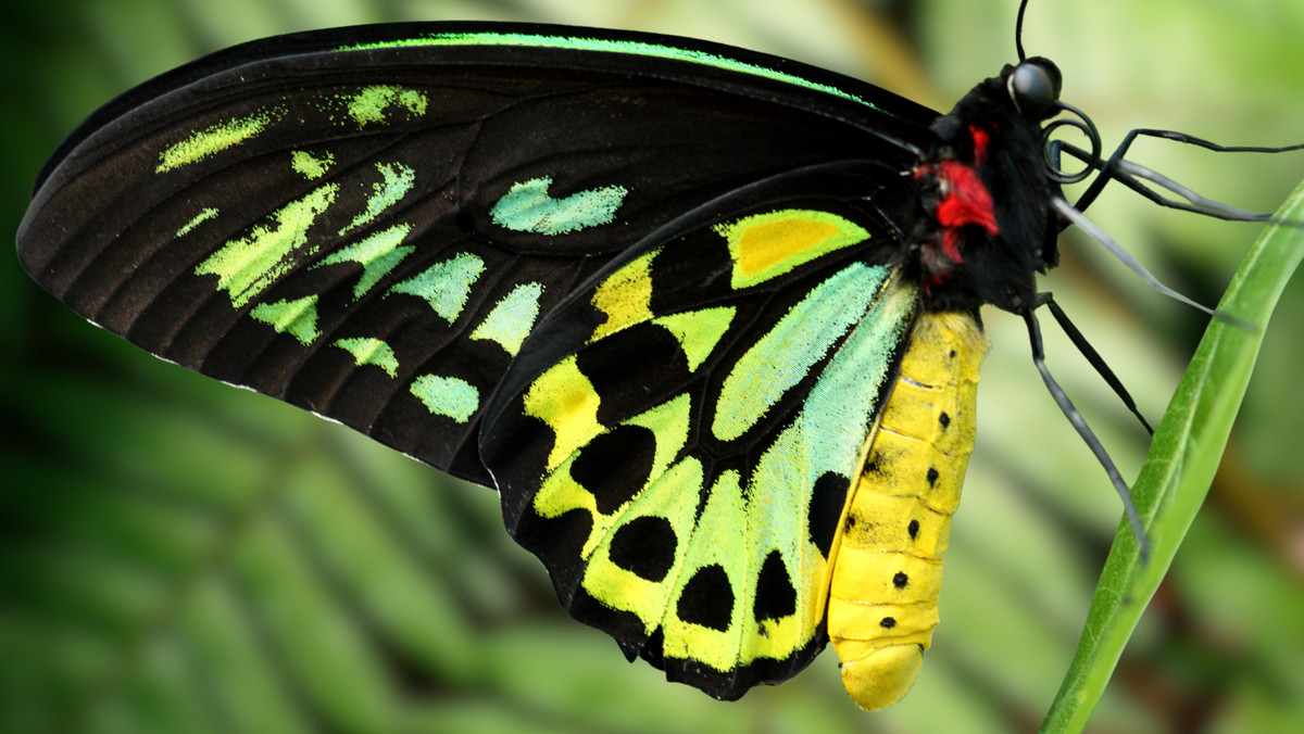 Osiem chronionych motyli w przesyłce z Kazachstanu