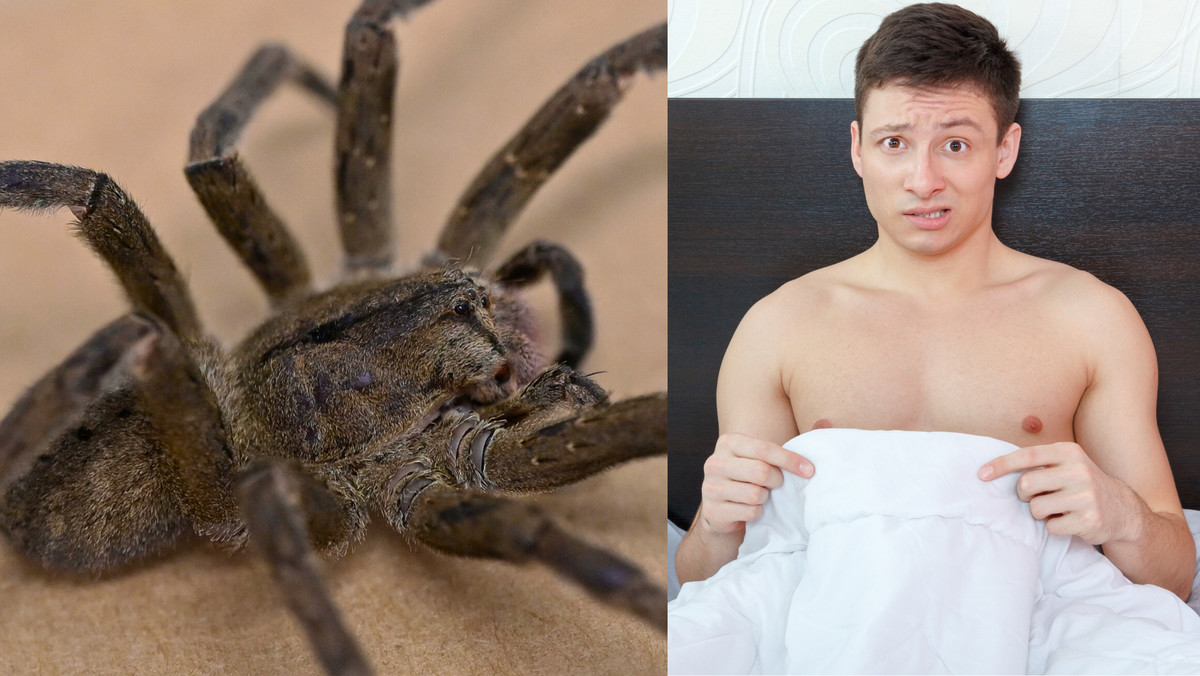 Jadowity pająk nadzieją dla mężczyzn z zaburzeniami erekcji