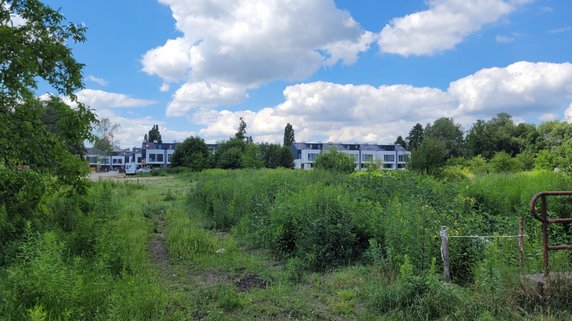 Poznań Podolany, „dzika zieleń”. Takie zróżnicowane przyrodniczo obszary coraz częściej zastępowane są zabudową deweloperską (w tle) fot.: Jakub Głaz