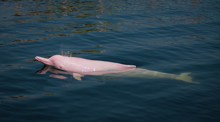 Rózsaszín delfint kaptak lencsevégre Louisiana partjainál / Fotó: GettyImages