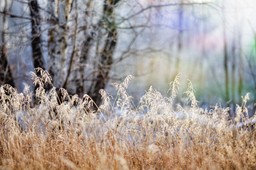 nawet 2400 zł do hektara dla sadowników. do kiedy można składać wniosk