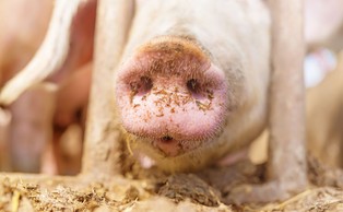 W Niemczech, 6 km od francuskiej granicy, wykryto ognisko ASF