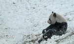 Mała panda zachwycona pierwszym śniegiem