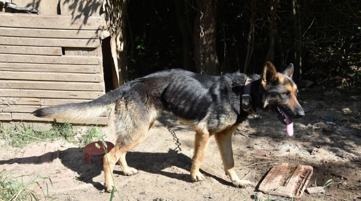 Láncra verve élelem és víz nélkül hagyta hetekre magára egyik kutyáját egy veszprémi vármegyei férfi / Fotó: police.hu