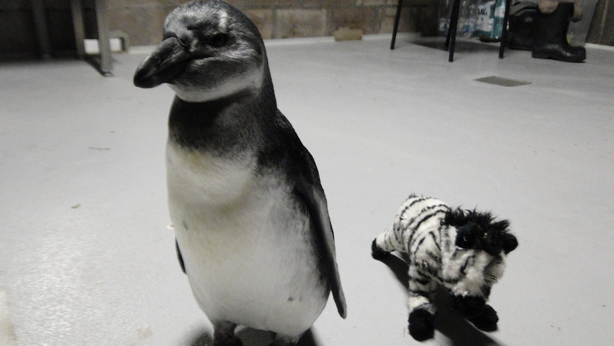 Janush, czyli samica pingwina przylądkowego z wrocławskiego zoo, obchodzi dziś drugie urodziny. Jeszcze do niedawna Janush więcej czasu spędzała ze swoimi opiekunami z ogrodu, którzy ją wychowali. Teraz jednak częściej można ją spotkać wśród innych pingwinów.