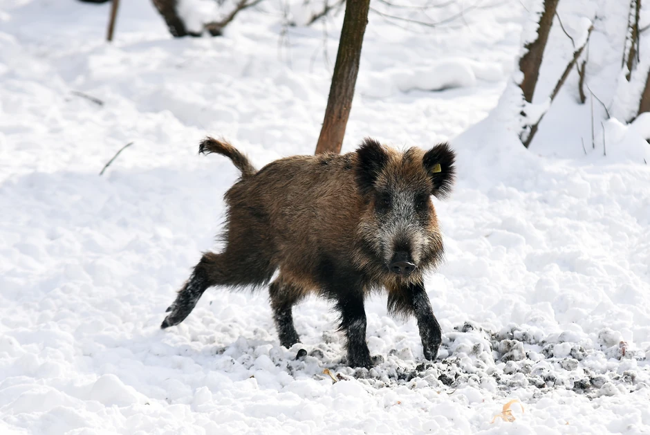 Divlja svinja, ilustracija