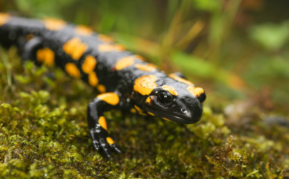 Salamandra plamista