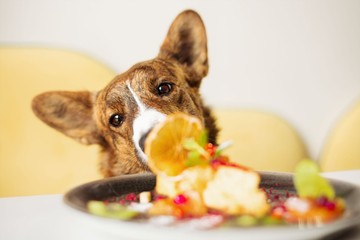 Ez a kedvelt őszi gyümölcs halálos lehet a kutyákra – már 5 szem is végzetes belőle