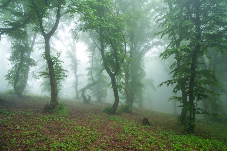 Las Hoia Baciu, Rumunia