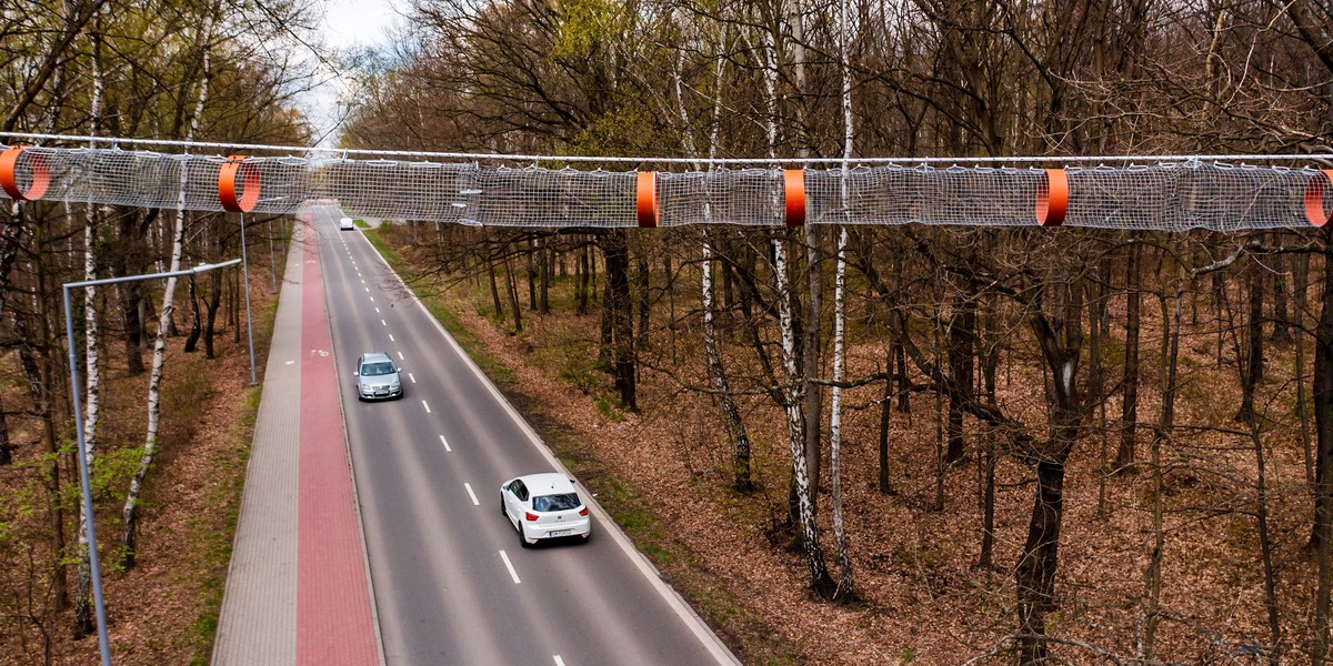 Mysłowice. Mosty dla wiewiórek. 