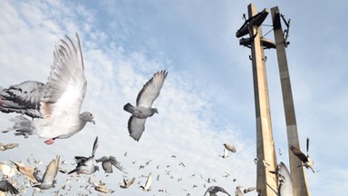 Zaginione pieniądze na budowę pomnika ofiar Grudnia'70