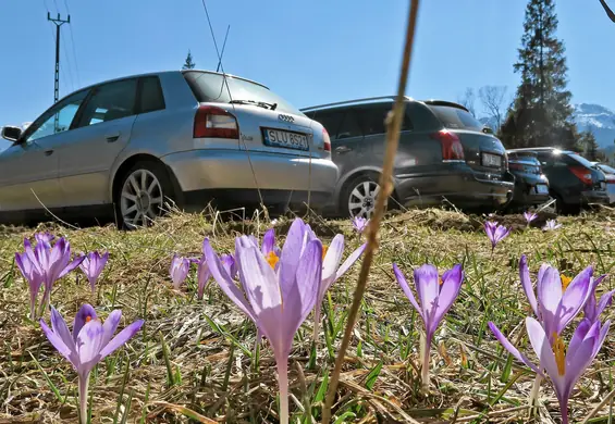 Depczą krokusy, żeby zrobić lepsze fotki. Turyści w Tatrach znów się nie popisali