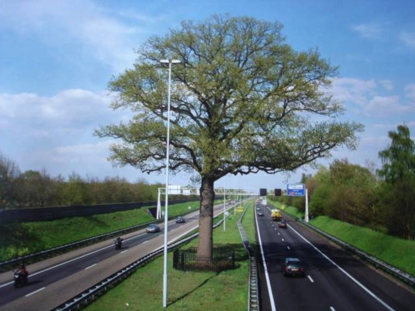 Hrast koji se nalazi između dve trake autoputa 58 kod Ajndhovena u Holandiji