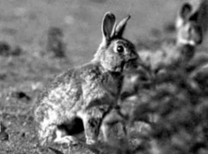 Królik po berlińsku, reż. Bartek Konopka