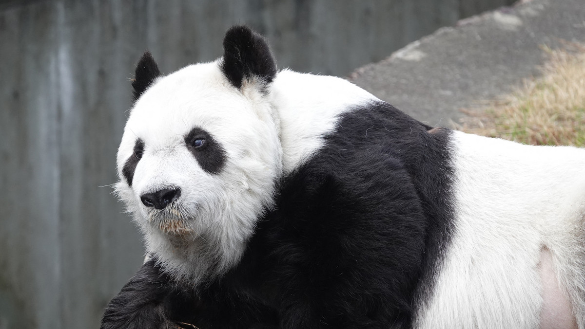 Najstarsza panda w Japonii nie żyje. Japończycy podali powód śmierci