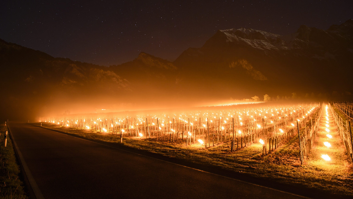 SWITZERLAND WEATHER (Anti-frost candles burn in a vineyard in Flaesch)