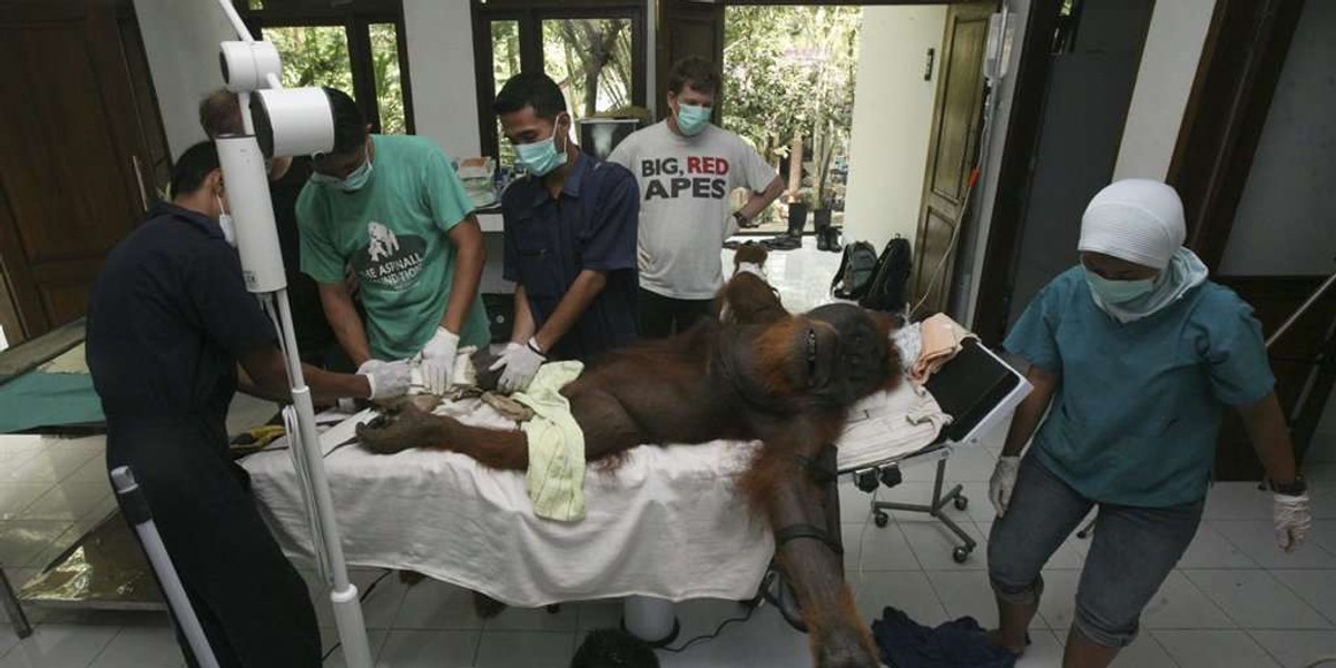 Tak operowali orangutana 