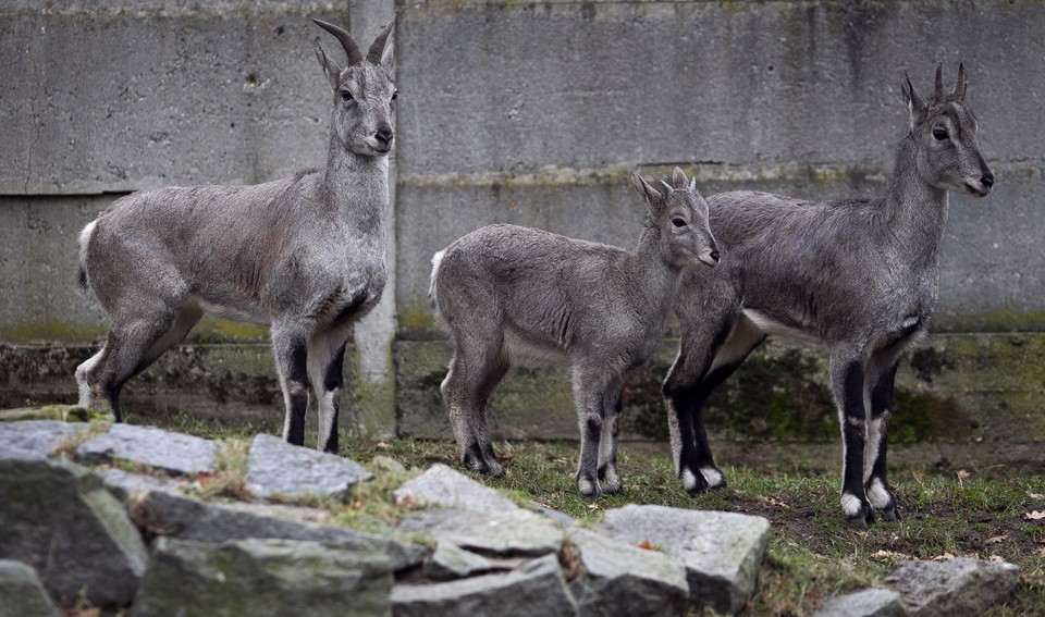 Nachury we wrocławskim zoo