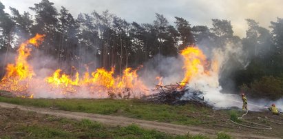 Szukają podpalacza puszczy. Jest nagroda