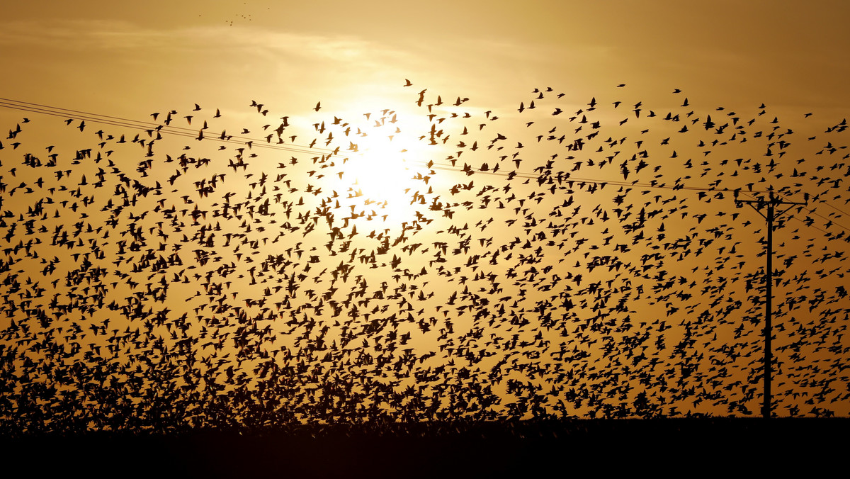 epa06458438 - ISRAEL STARLINGS FORMATION (starlings fly in formation)