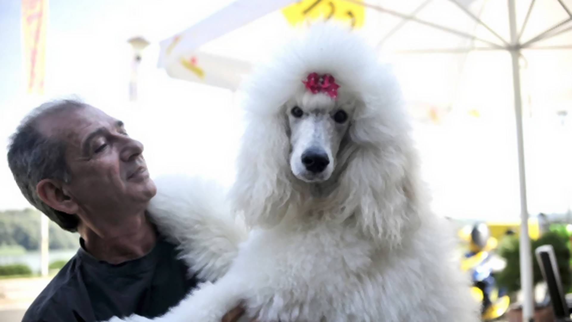 Beograđani imaju najbolje pse na svetu: njihovi preslatki ljubimci su hit na internetu