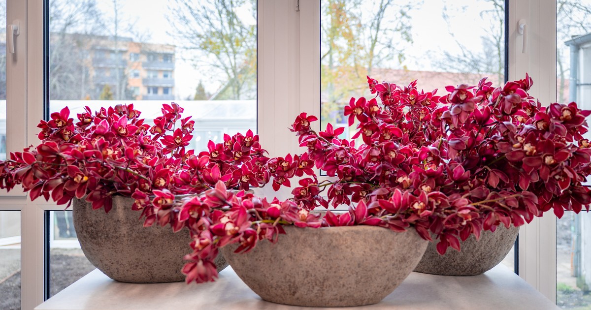 Szkoła dla miłośników roślin! Ale tu jest pięknie!