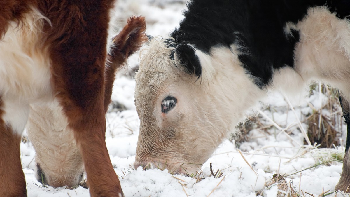 Da li višak na tržištu zaista može da ide u mleko u prahu? Ovako bi kriza u mlekarstvu mogla da utiče na cene i kvalitet (VIDEO) Kép