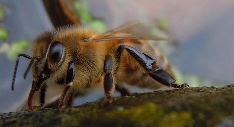 Bee