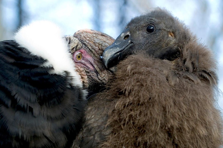 Kondorzyca Beti ma szansę wrócić na wolność do Argentyny