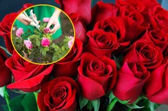 Chcesz, by róża obsypała się pięknymi kwiatami? Pamiętaj o tym jednym zabiegu