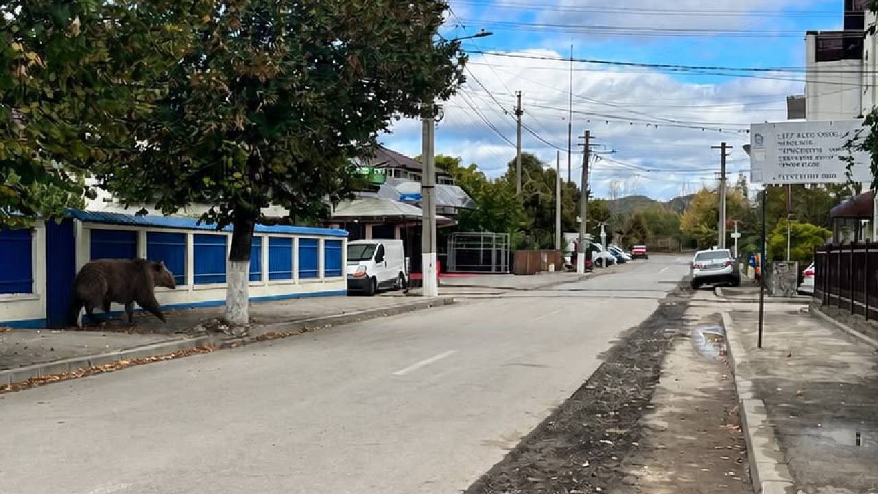 Ursul cu cinci picioare creat de AI a mobilizat jandarmii la Câmpina: s-a dat Ro-Alert după o poza difuzată pe WhatsApp