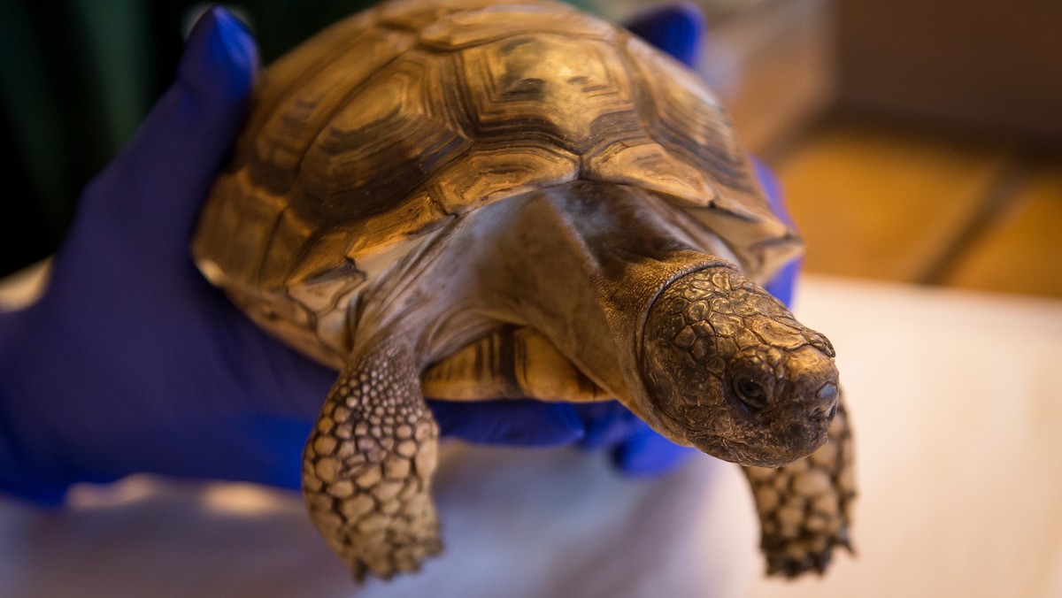 Do wrocławskiego zoo trafiły cztery żółwie argentyńskie. W europejskich ogrodach zoologicznych - w Barcelonie oraz w norweskim Hausegund - żyją jeszcze tylko dwaj przedstawiciele tego zagrożonego wyginięciem gatunku.